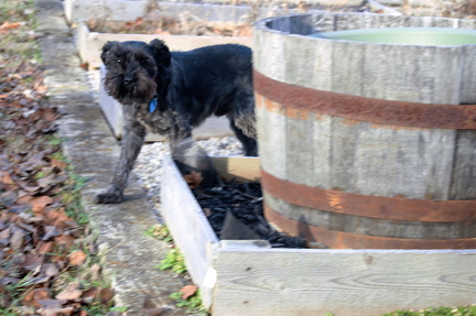 Donald by planter (2)