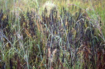 a14